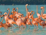 El avistamiento de flamencos es uno de los eventos naturales del 2021
