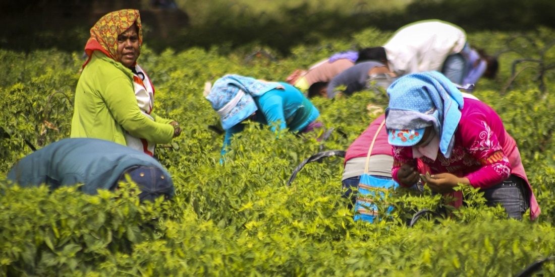 Jornaleros trabajan en la pisca en Michoacán, en imagen de archivo.