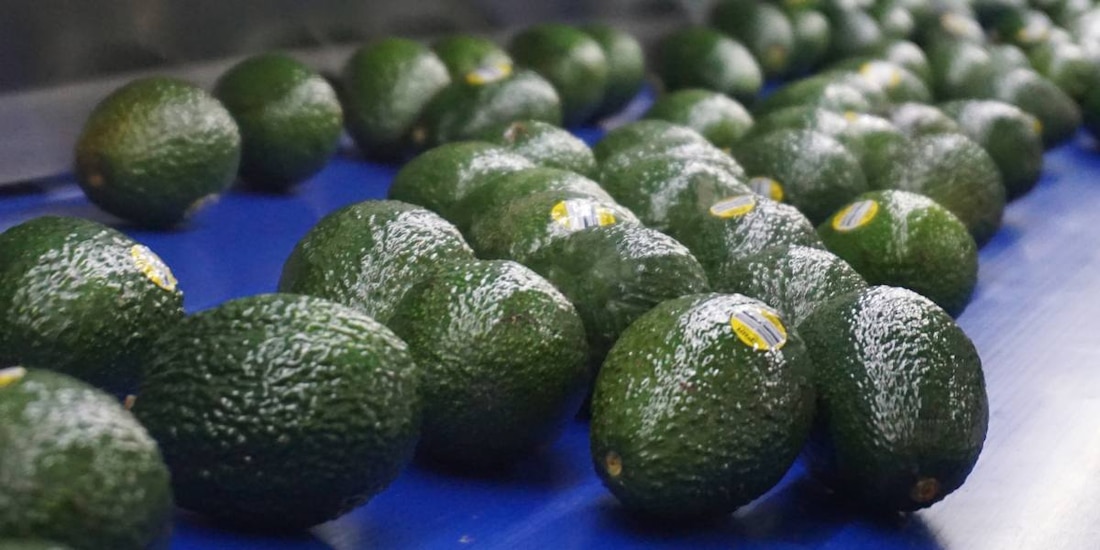 Aguacate mexicano en imagen de archivo