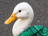 Visitantes buscan el souvenir del Pato Merlín en el Centro Histórico capitalino.