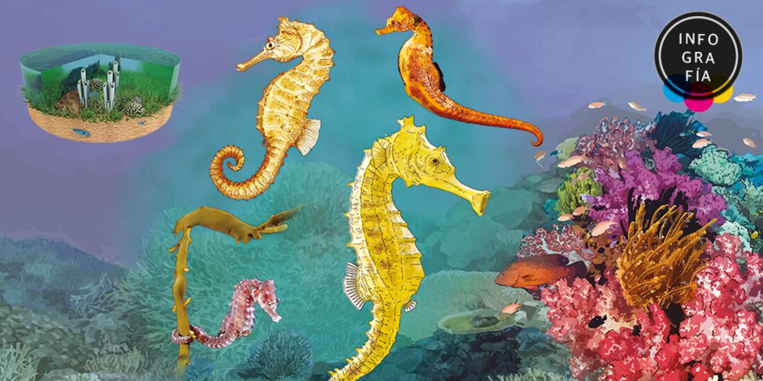 Hipocampos, la especie protegida en México que persigue China