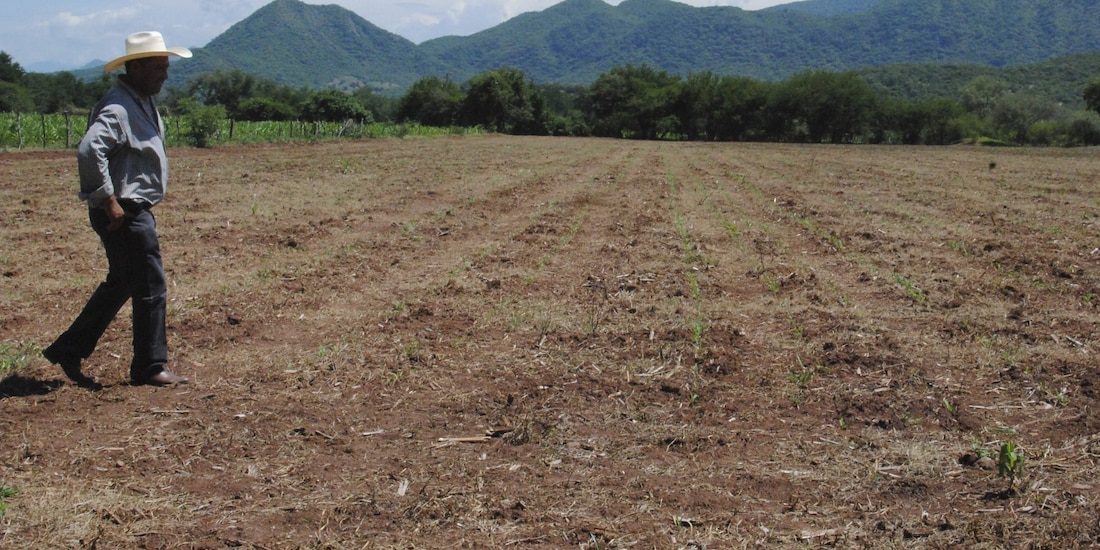 Productores se han visto afectados por la sequía recurrente