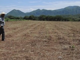 Productores se han visto afectados por la sequía recurrente