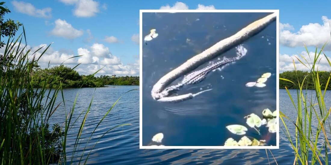 Caimán arrastra a pitón gigante por un arroyo.