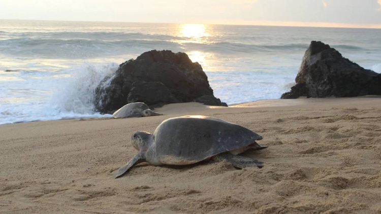 Las playas de Oaxaca se encuentran vulnerables ante saqueo de tortugas