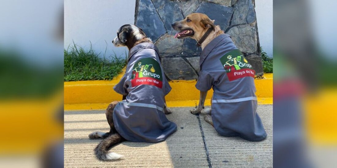 Perritos en situación de calle consiguieron trabajo como "gasolineros".