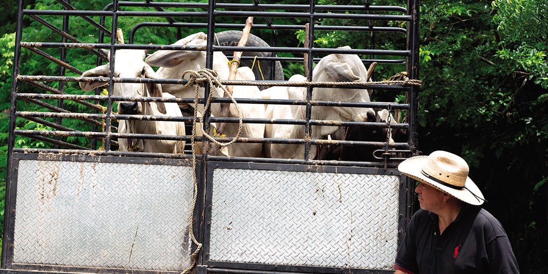 Ganadero de Chiapas transporta a sus reses, el pasado 12 de julio.