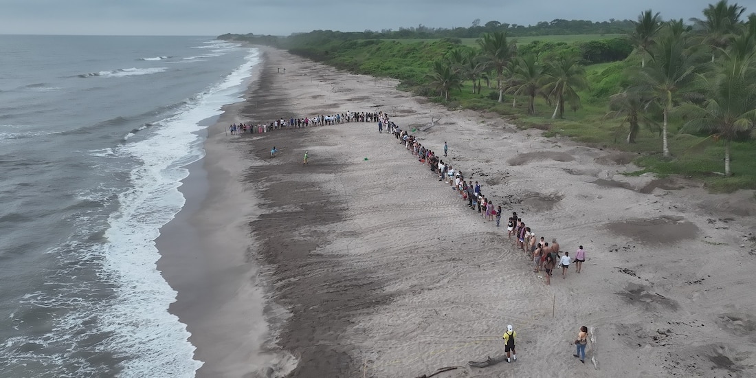 Miles de tortugas emprenden su camino al mar en playas veracruzanas