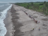Miles de tortugas emprenden su camino al mar en playas veracruzanas