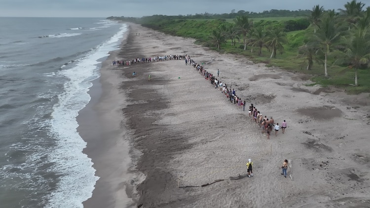 Miles de tortugas emprenden su camino al mar en playas veracruzanas