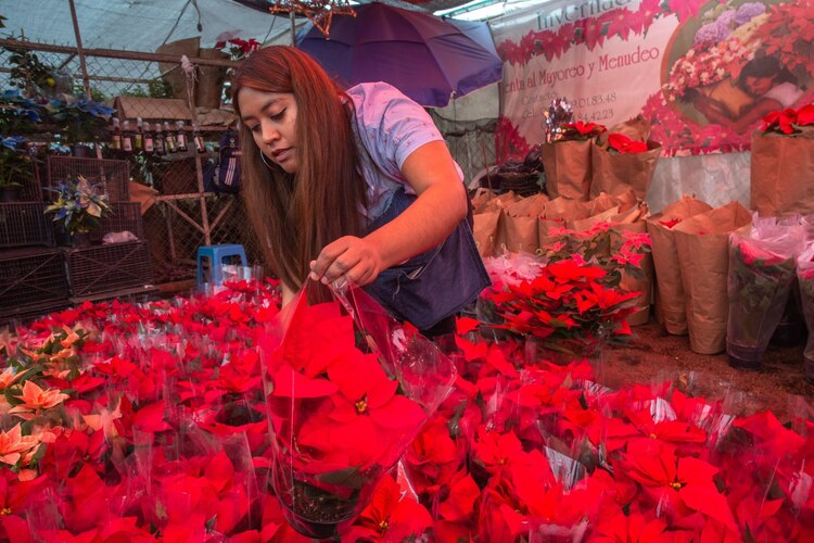 Venta de nochebuenas.