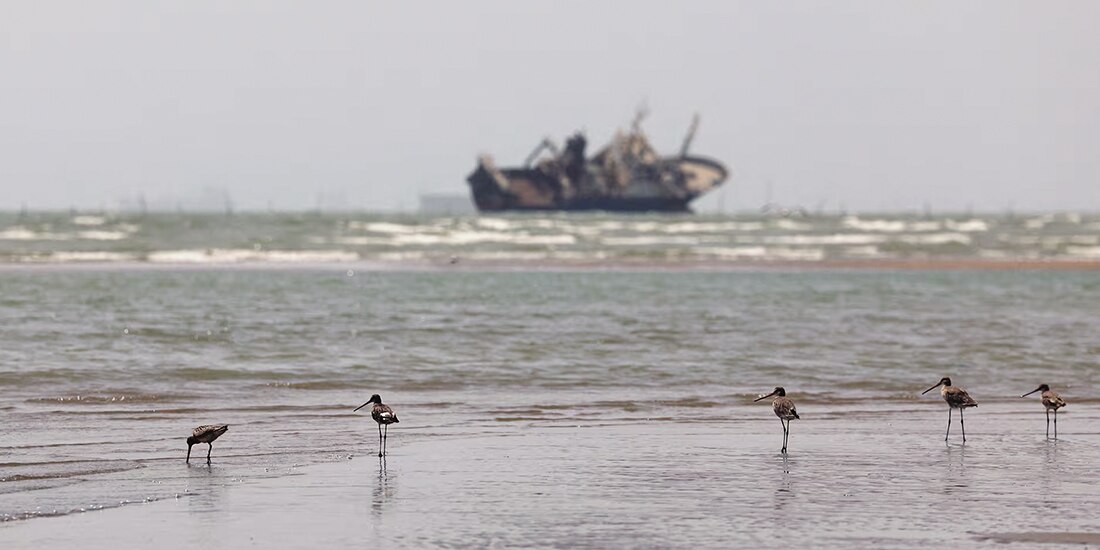 Aves en la playa, con embarcaciones en Ormuz cerca de Bandar Abbas, ayer.