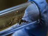 En México ya se registró una muerte por dengue, confirmada por la Ssa.