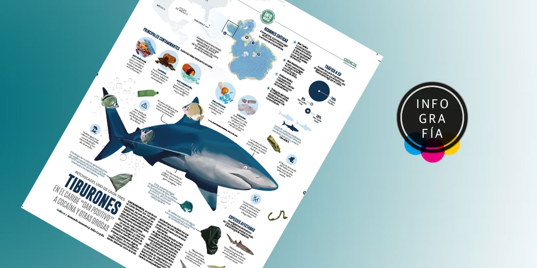 Tiburones en el Caribe "dan positivo" a cocaína y otras drogas