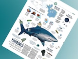 Tiburones en el Caribe "dan positivo" a cocaína y otras drogas