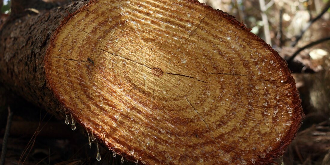 El avance del proyecto que ahora estará en manos del Senado recibió un voto en abstención y 26 en contra por parte de Movimiento Ciudadano.