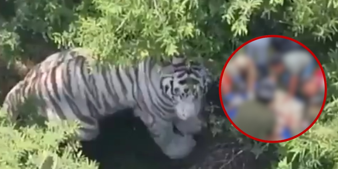 Capturan al tigre de bengala 'Kenzo'