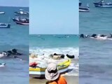 Vacas nadadoras sorprenden a turistas en playa Zorritos, Perú