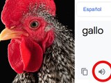 El traductor de Google tiene una extraña voz al escribir "Gallo"