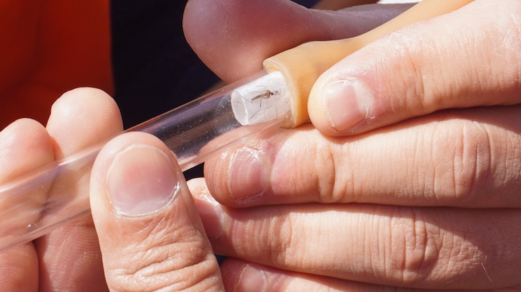 Monitoreo de mosquitos en el AICM