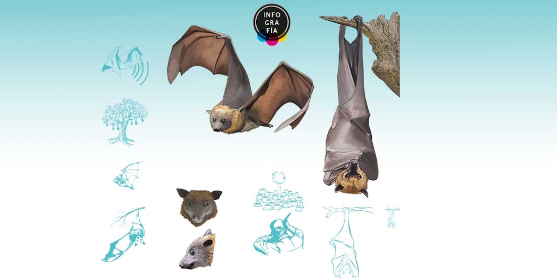 murciélago