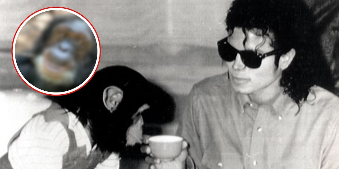 ¿Cómo se ve Bubbles actualmente?