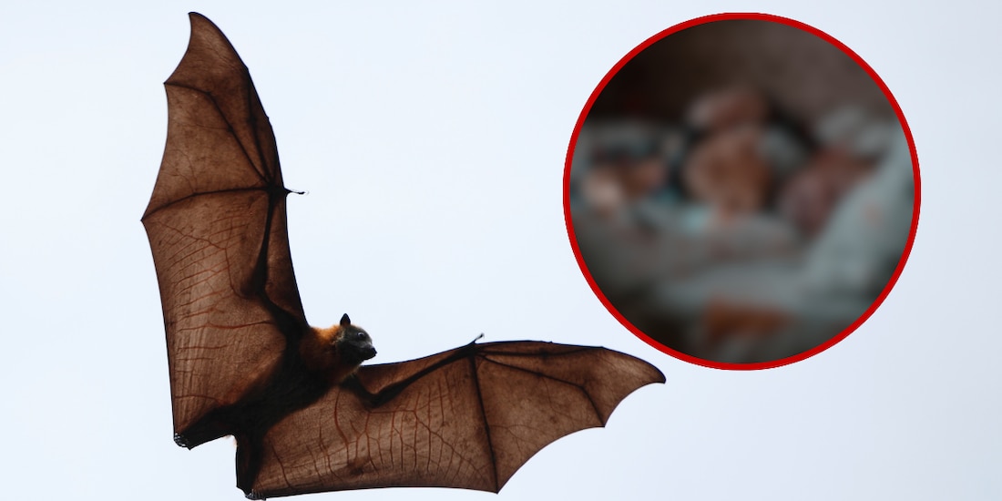 Niño muere tras tener contacto con un murciélago