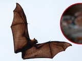 Niño muere tras tener contacto con un murciélago