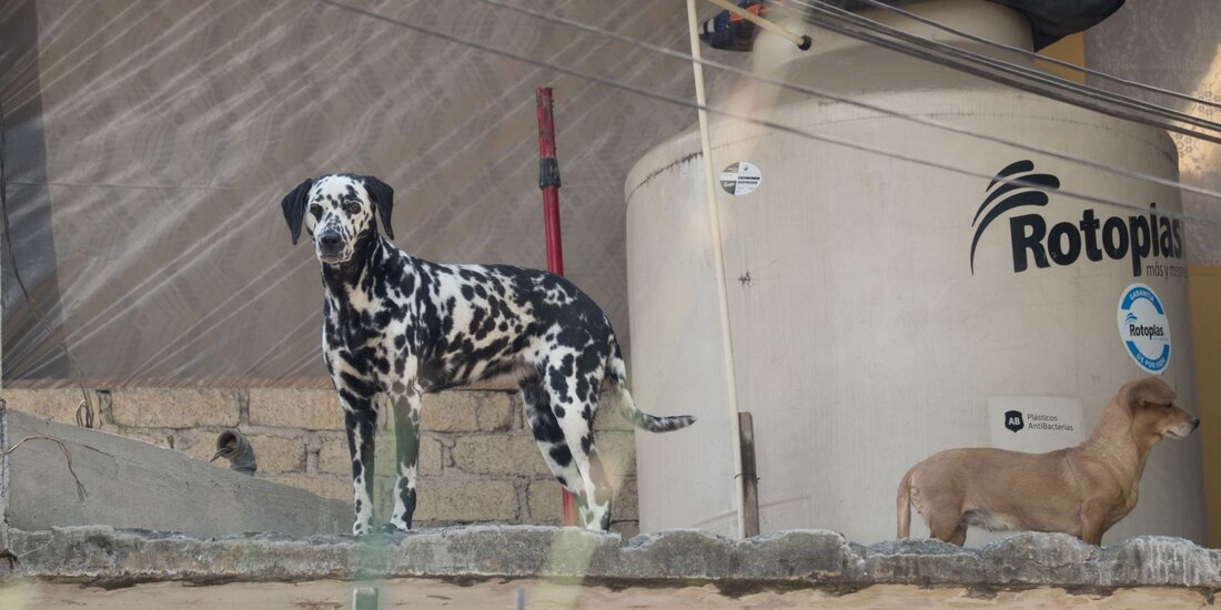 Un perro en la azotea de una casa