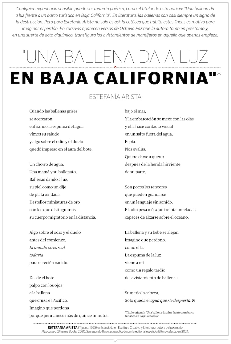 "Una ballena da a luz en Baja California"