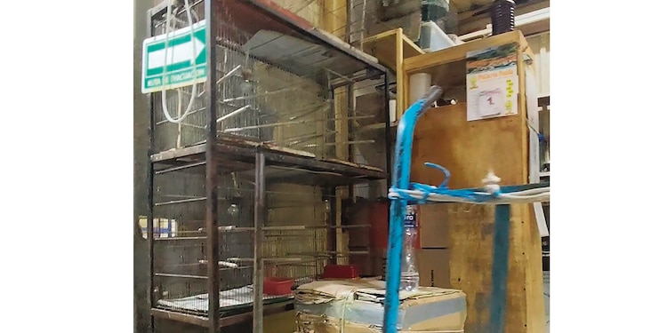 En el mercado de Sonora ya no se exhiben animales vivos desde ayer.