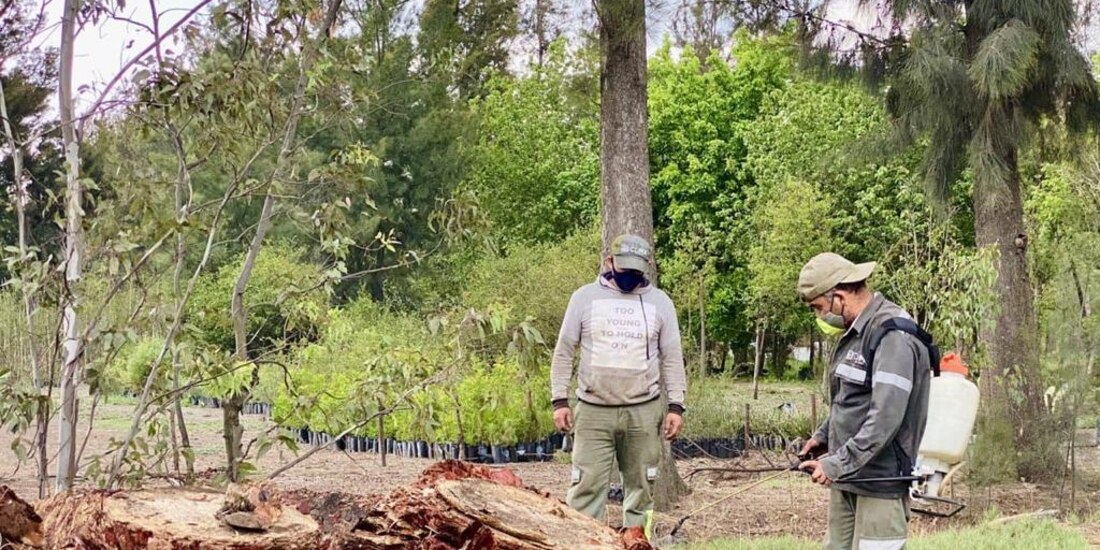 Tratamiento de la palmera de la Glorieta de Reforma.