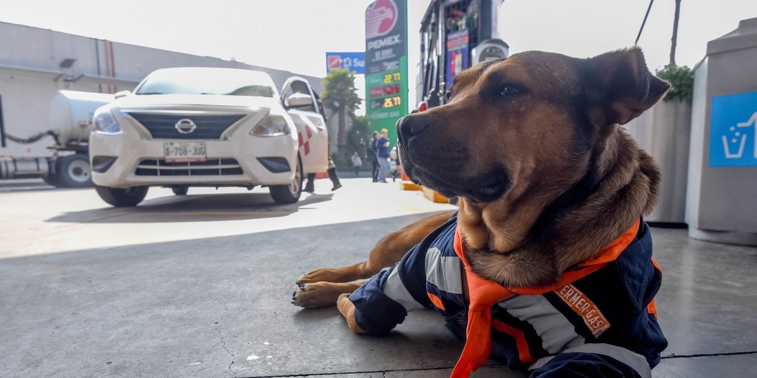 Solovino, perrito que vivía en una gasolinera de Toluca falleció el lunes pasado