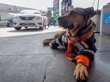 Solovino, perrito que vivía en una gasolinera de Toluca falleció el lunes pasado