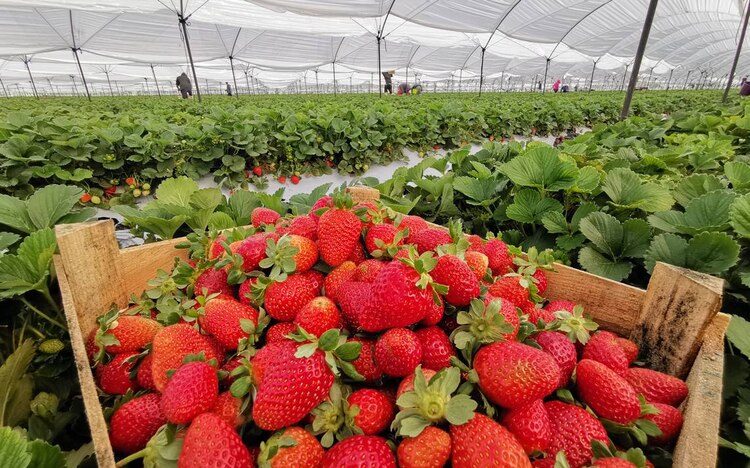 Las fresas ayudan a combatir el sarro de los dientes.
