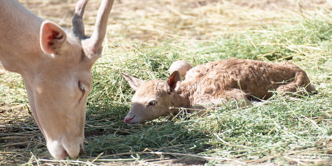 En los dos últimos meses han nacido cinco crías de ciervo: tres hembras y dos machos en el Parque Ecológico Ehécatl