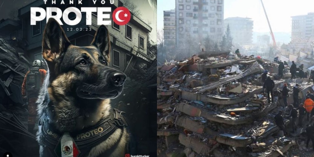 Sismo en Turquía. Proteo, perrito rescatista de la Sedena, tendrá un monumento en un parque de Estambul para recordar que ayudó a salvar vidas