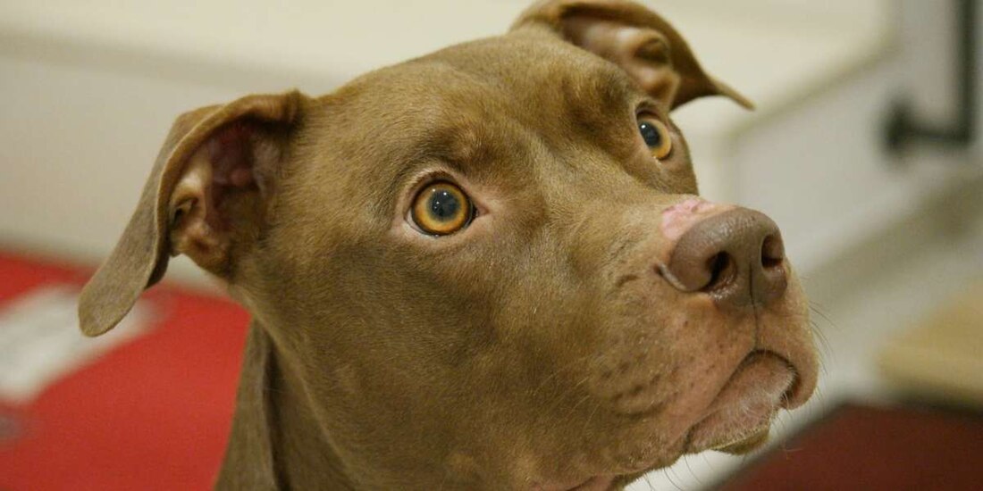 Con agua hirviendo, queman a perrita pitbull en Chetumal.