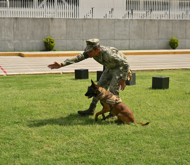 La Semar reconoció a sus perros de trabajo por su labor en la localización de personas y la detección de explosivos y narcóticos durante operaciones de alto riesgo.
