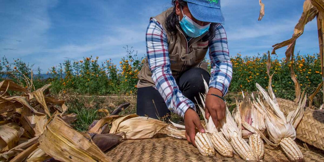 Conocimiento y capacitación impulsarán un sector primario productivo, sostenible e inclusivo: Agricultura