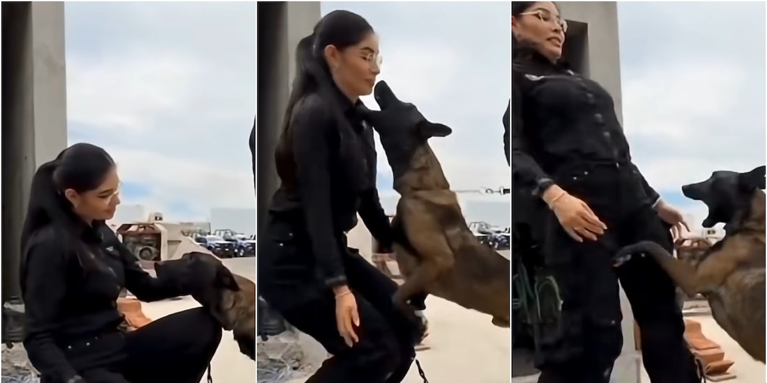 Perro policía intenta morder a alcaldesa de Tepic, Geraldine Ponce.