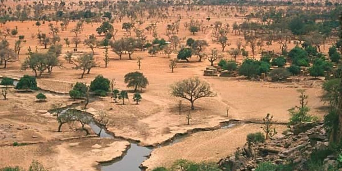 Millones de árboles fueron encontrados en el desierto del Sahara en África