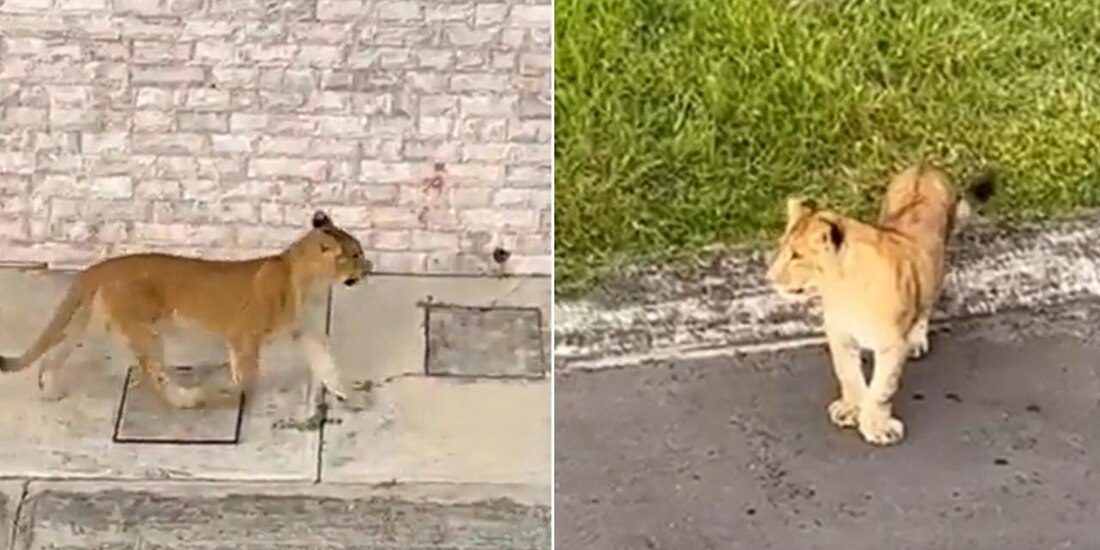 Profepa aseguró al ejemplar hembra de león africano que deambulaba por un fraccionamiento en Veracruz.