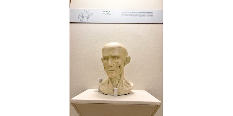Escultura para el estudio de la anatomía muscular.
