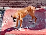"Luna", la perrita boxer abandonada en la azotea de una casa ubicada en la alcaldía Cuauhtémoc de la CDMX.