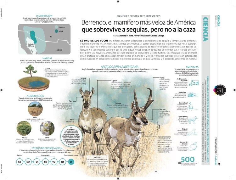 Berrendo, el mamífero más veloz de América que sobrevive a sequías, pero no a la caza