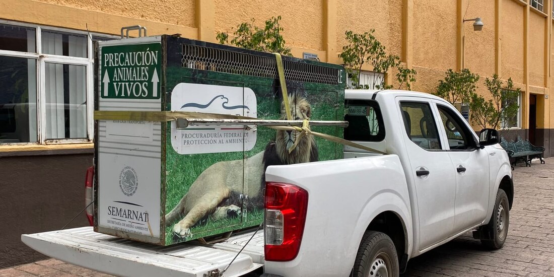Llegan a Chapultepec cuatro leones rescatados de santuario del Ajusco.