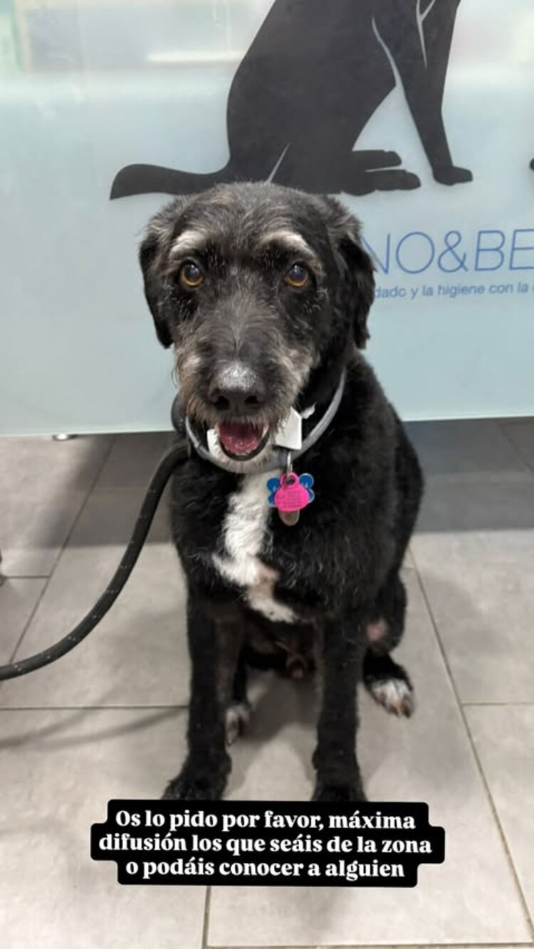 Piden ayuda para localizar a Boro