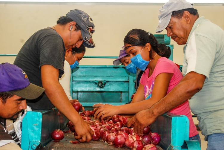 Cebolla fue uno de los productos que presionó el costo de la canasta alimentaria en agosto.