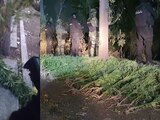 Elementos de seguridad en Tlalnepantla aseguraron 42 plantas de mariguana.